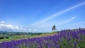 美女插逼逼网址日本一地6日游  境外旅游 6880元/人